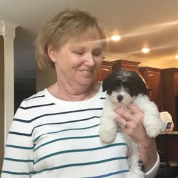 Havanese Puppies from Cralyn's
