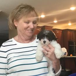 Havanese Puppies from Cralyn's