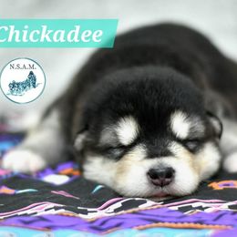 Chickadee - Seal and white female Alaskan Malamute puppy in Kingston, Tennessee from North Shore Alaskan Malamutes