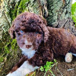 Aussiedoodle Puppies from North Mountain Doodles
