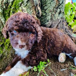 Aussiedoodle Puppies from North Mountain Doodles