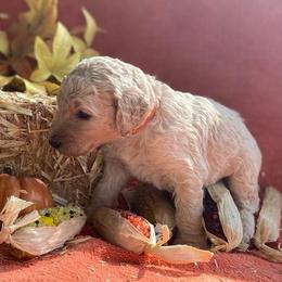Poodle Puppies from Kurtz Poodles