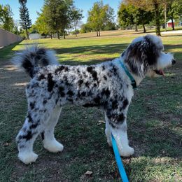 Aussiedoodle All Grown Up from Blu’s Aussiedoodles