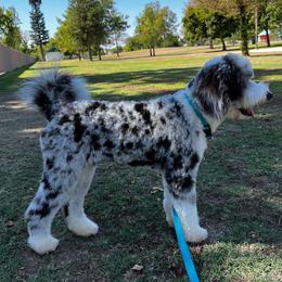 Aussiedoodle All Grown Up from Blu’s Aussiedoodles