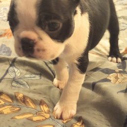 Boston Terrier Puppies from Lotus Life Puppies