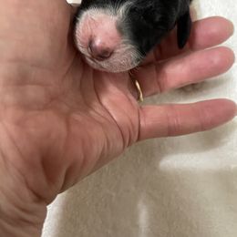 Poodle Puppies from Foxfire Hollow Standard Poodles