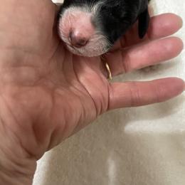 Poodle Puppies from Foxfire Hollow Standard Poodles