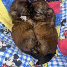 Shih Tzu Puppies from The Lion dog Shih Tzu
