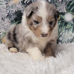 Finn - White blue merle and tan male Shetland Sheepdog puppy in Conway, Missouri from Brooks's little darlings