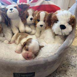 Cavalier King Charles Spaniel Puppies from Reynolds Farms Cavaliers