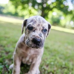 Diamond - Merle female Great Dane puppy in Rosharon, Texas from Parker's Great Danes