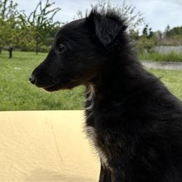 Silken Windhound Puppies from Luminous Silken Windhounds