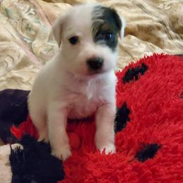 Fluffy man - Tri-color male Jack Russell Terrier puppy in California from Kimberlite