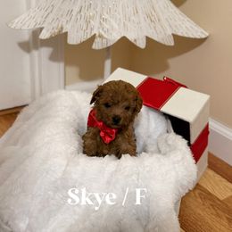 Skye - Red  female Goldendoodle puppy in Graham, North Carolina from Geise Meadow Doodles