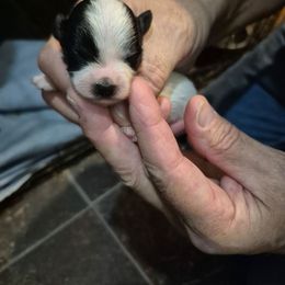 Speckles - Black & white female Maltipoo puppy in Everett, Washington from Meadows Ranch