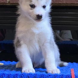 Boy 3-Red Collar - Gray and white Siberian Husky puppy in Atlanta, Georgia from Halo Siberians & Shiba Inu