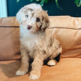 Aussiedoodle Puppies from Plum Farm Aussiedoodles