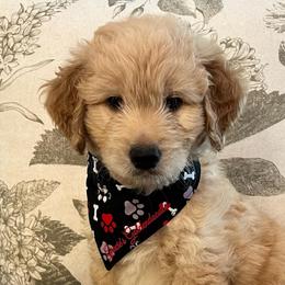 Ranger - Cream male Goldendoodle puppy in The Woodlands, Texas from Gracie's Goldendoodles and Bernedoodles