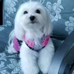 Angel - Maltese