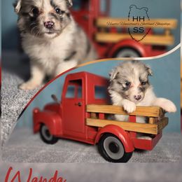 Wanda - Blue merle and white female Shetland Sheepdog puppy in Lebanon, Tennessee from Henotic Homestead's Shetland Sheepdogs