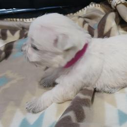 Girl 4 - White female West Highland White Terrier puppy in Morrison, Tennessee from Westies of Morrison