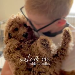 Goldendoodle Puppies from Carlie and Co. Goldendoodles