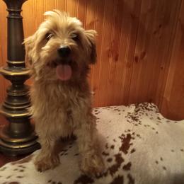 Havanese, Poodles, and Yorkshire Terriers from Ashley Nicole Ranch