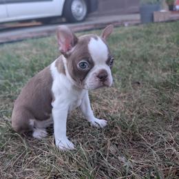 Boston Terrier All Grown Up from Jeff Jones