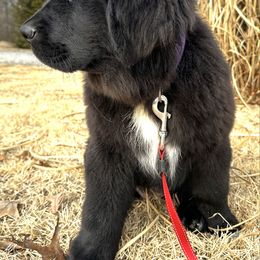 AKC Girl 3 - LADY - Black Newfoundland puppy in Marshall, Missouri from Majestic Gentle Giants