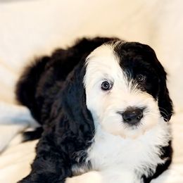 Australian Labradoodle, Bernedoodle, and Sheepadoodle Puppies from Lookingglass Doodles