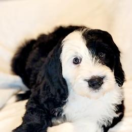 Australian Labradoodle, Bernedoodle, and Sheepadoodle Puppies from Lookingglass Doodles