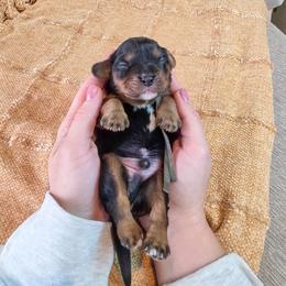 Grey Boy - Black and tan male Cavalier King Charles Spaniel puppy in Nampa, Idaho from Heart Mountain Cavaliers & Floating Feathers Kennel