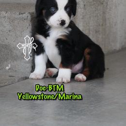 Doc - Black tri male Miniature American Shepherd puppy in Elgin, Oregon from Cross L Miniature American Shepherds