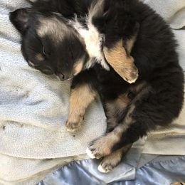 Australian Shepherd Puppies from The Joyful Australian Shepherd