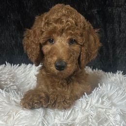 Boy 1 - Sleepy - Red  male Poodle puppy in Bowling Green, Kentucky from Ritzy Red Poodles