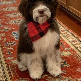 Springerdoodle All Grown Up from Evalina Miller's Spaniels