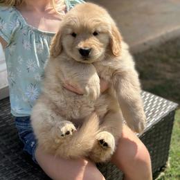 Pink Girl - Golden Golden Retriever puppy in Paradise, Texas from M5 Goldens/Stephanie's Paws Unlimited