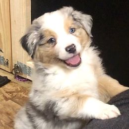 Australian Shepherd Puppies from Mountain Trail Aussies