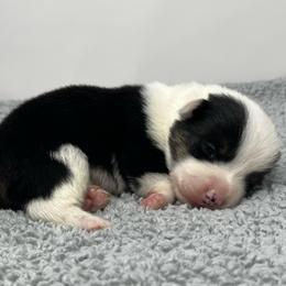 Nova - Black and tan female American Corgi puppy in Waco, Texas from The Comma Corgis