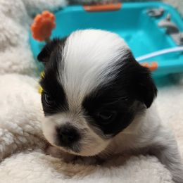 Girl 2 - Black and white female Japanese Chin puppy in Vernon, Connecticut from Chin Babies
