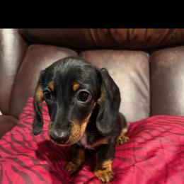 Johnny - Black and tan male Dachshund puppy in Winton, California from Lashunds Miniature Dachshunds
