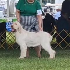 Keyla - Spinone Italiano