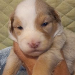 Girl 4 - Red merle Australian Shepherd puppy in Belleville, West Virginia from Chasitys Australian Shepherds