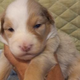 Girl 4 - Red merle Australian Shepherd puppy in Belleville, West Virginia from Chasitys Australian Shepherds