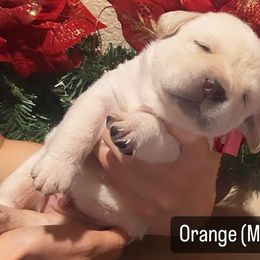 Labrador Retriever Puppies from Sunflower Hill AKC Labrador Retriever Puppies