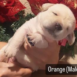 Labrador Retriever Puppies from Sunflower Hill AKC Labrador Retriever Puppies