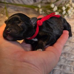 Enzo - Salt and pepper male Miniature Schnauzer puppy in Magalia, California from NorCal Schnauzers