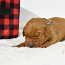 Blue M - Golden Retriever puppy in Hall, Montana from Goosetown Goldens