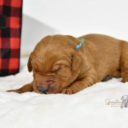 Blue M - Golden Retriever puppy in Hall, Montana from Goosetown Goldens