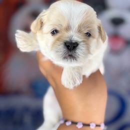 CKC Bleu(read full description) - Cream and white male Shih Tzu puppy in Roseville, Michigan from Diamond Paws LLC